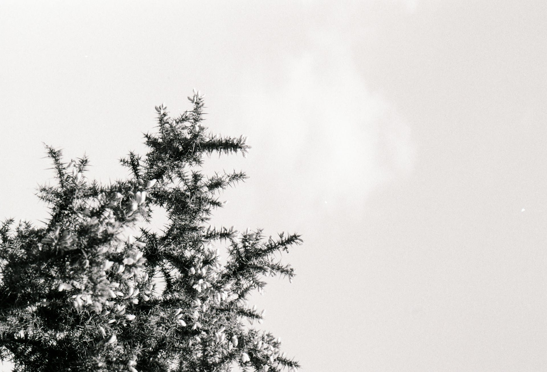 Analogue photos of New Forest National Park taken on Rollei RPX 400 35mm film with a Canon EOS 3