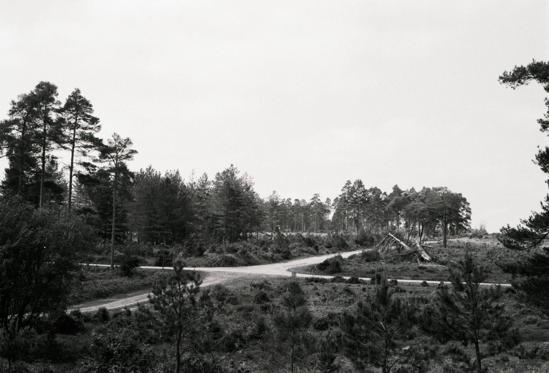 Analogue photos of New Forest National Park taken on Rollei RPX 400 35mm film with a Canon EOS 3Analogue photos of New Forest National Park taken on Rollei RPX 400 35mm film with a Canon EOS 3
