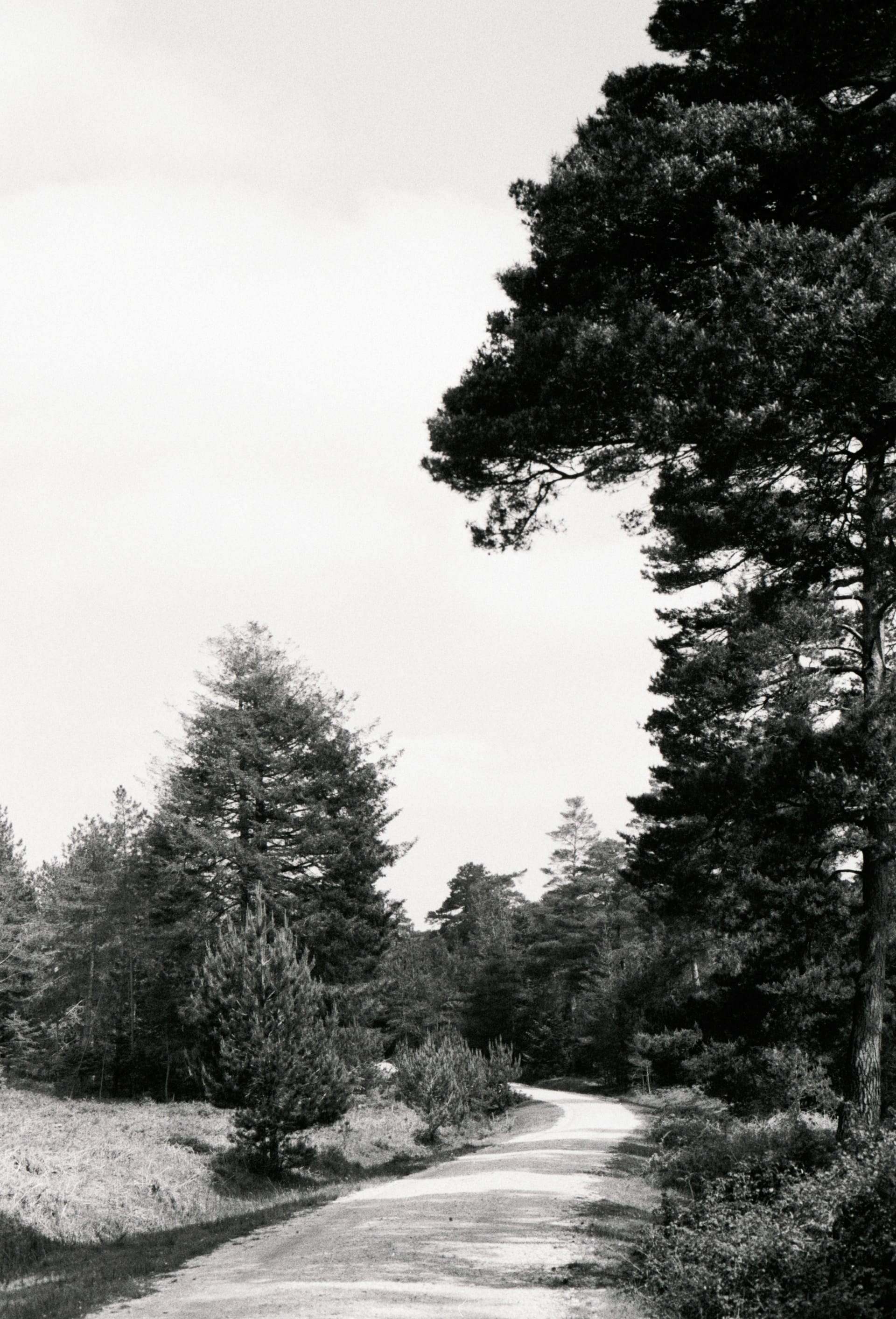 Analogue photos of New Forest National Park taken on Rollei RPX 400 35mm film with a Canon EOS 3