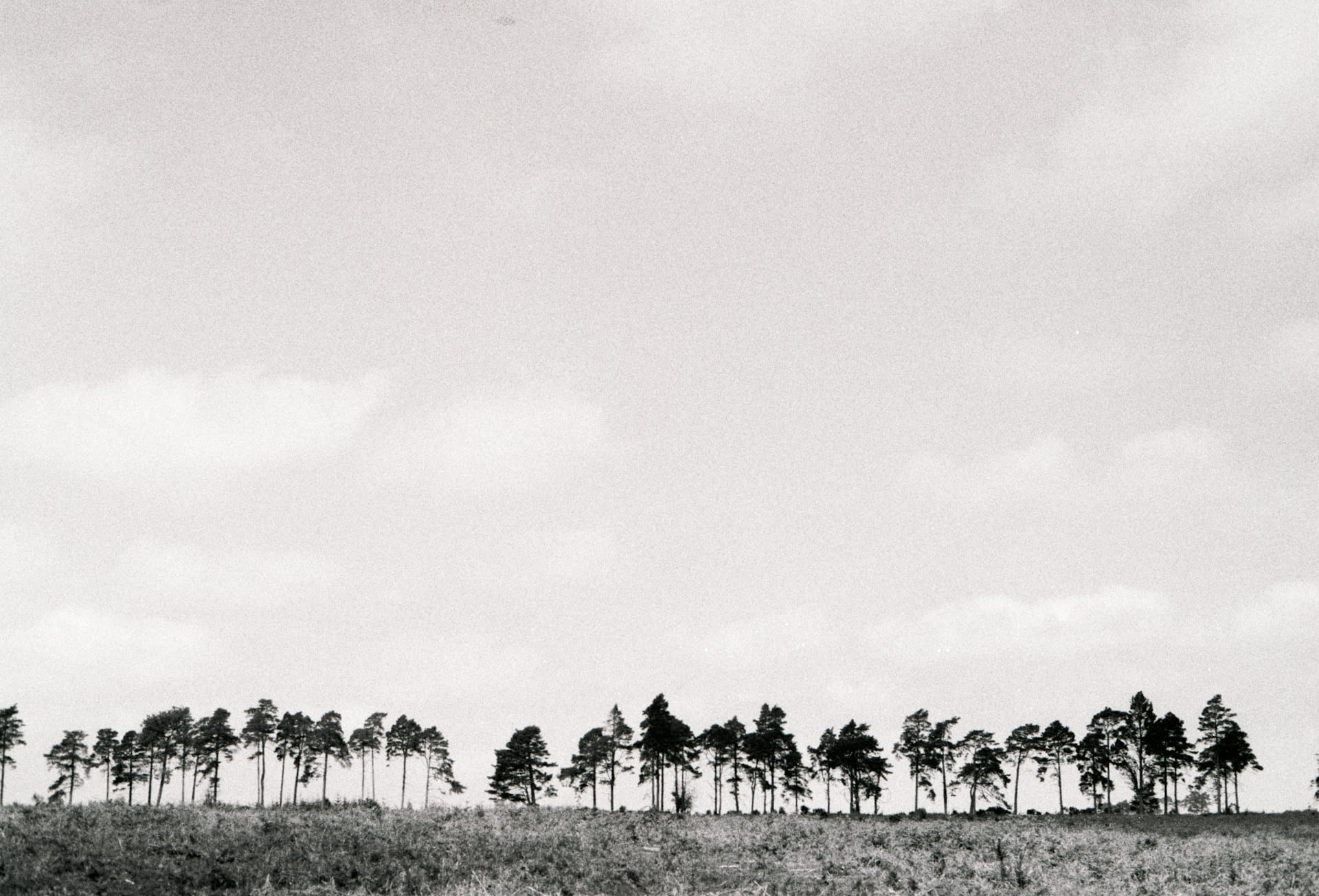 Analogue photos of New Forest National Park taken on Rollei RPX 400 35mm film with a Canon EOS 3