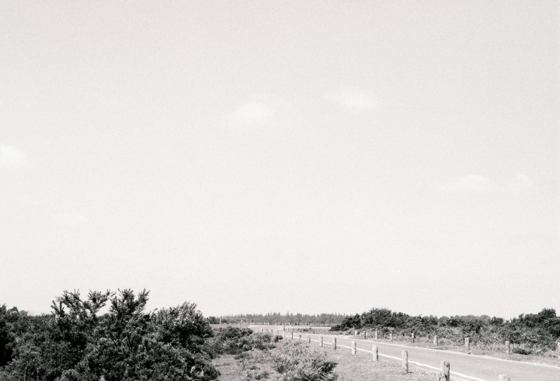 Analogue photos of New Forest National Park taken on Rollei RPX 400 35mm film with a Canon EOS 3