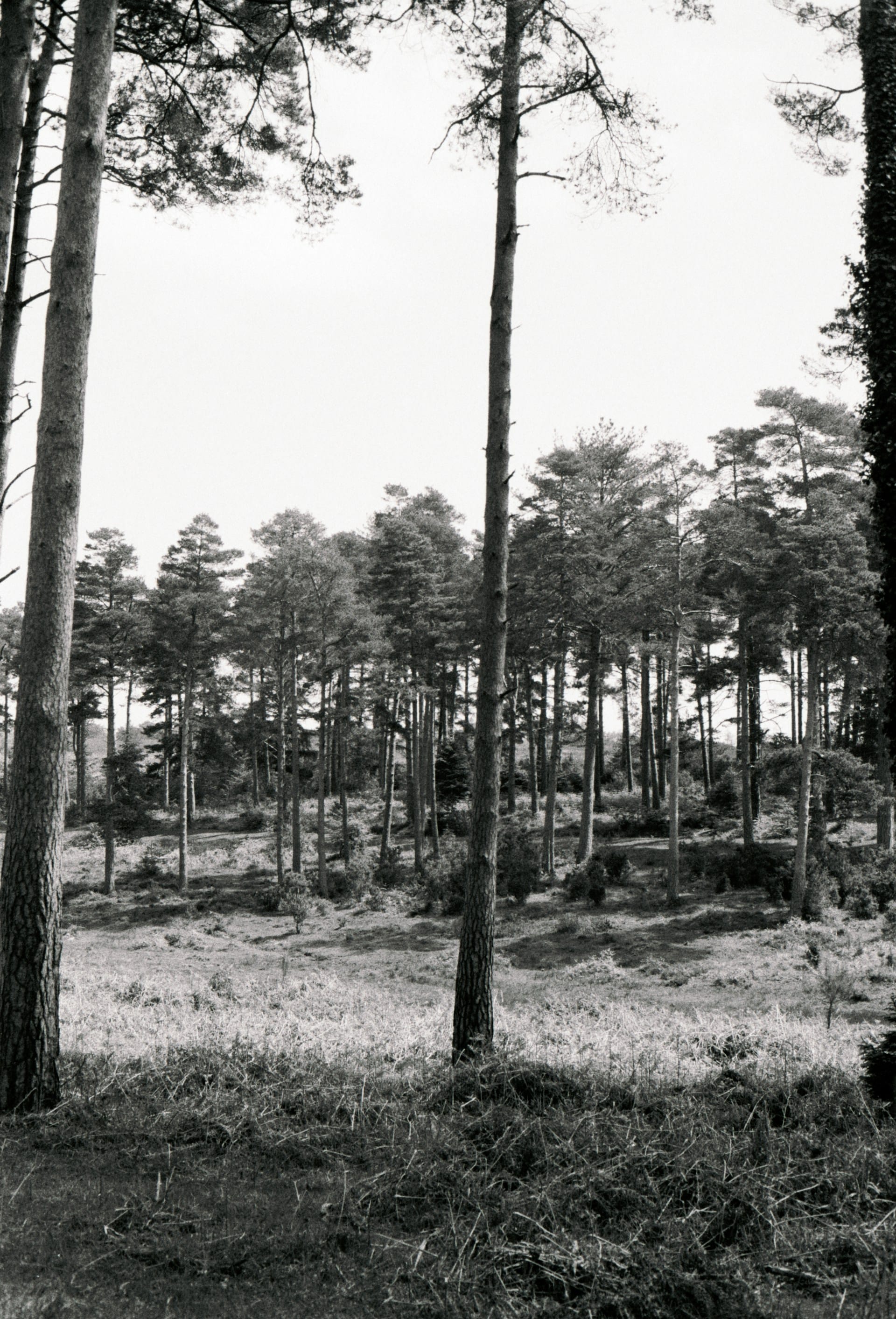 Analogue photos of New Forest National Park taken on Rollei RPX 400 35mm film with a Canon EOS 3