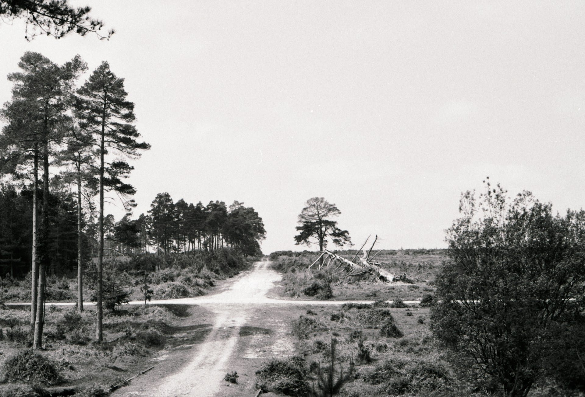 Analogue photos of New Forest National Park taken on Rollei RPX 400 35mm film with a Canon EOS 3