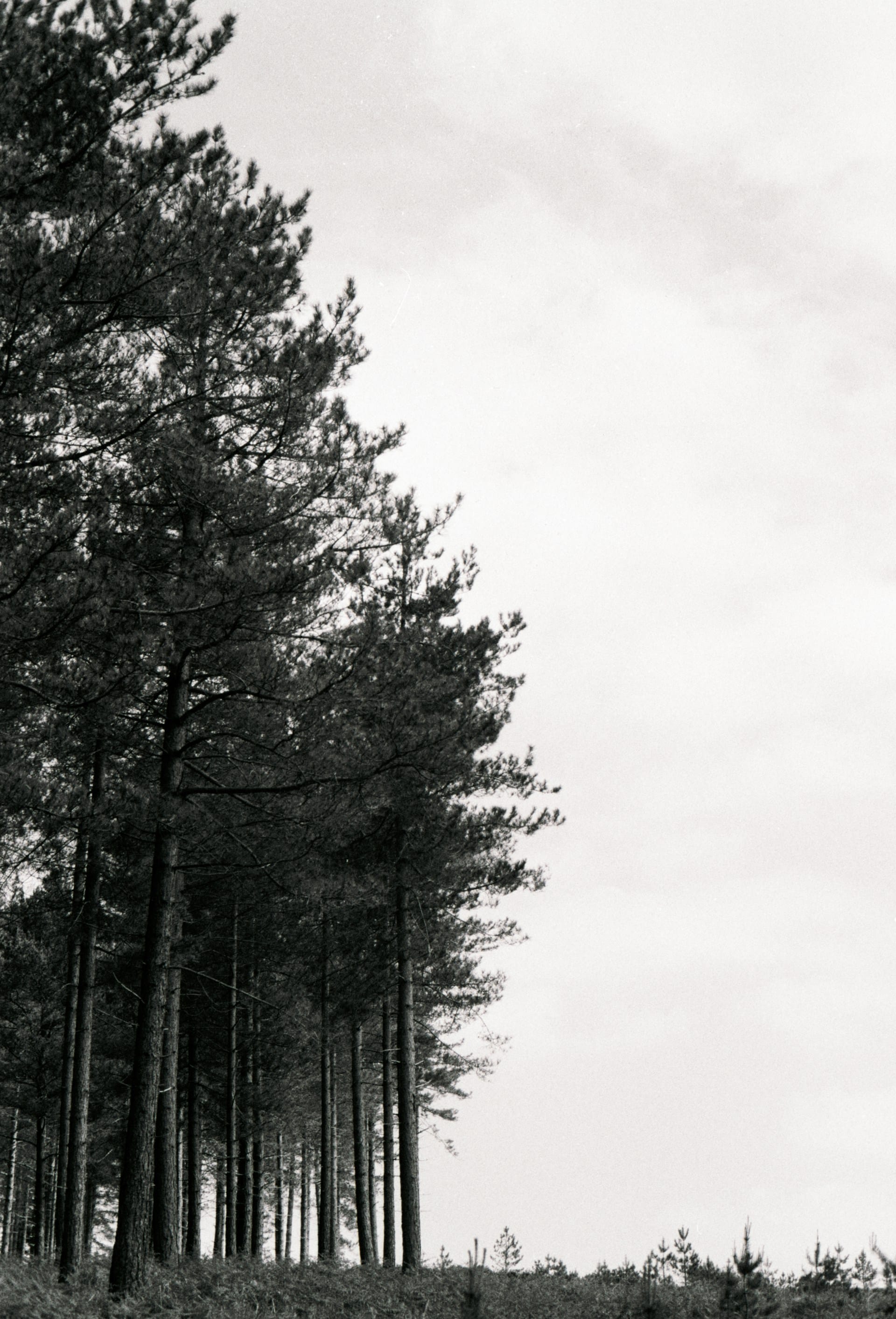 Analogue photos of New Forest National Park taken on Rollei RPX 400 35mm film with a Canon EOS 3
