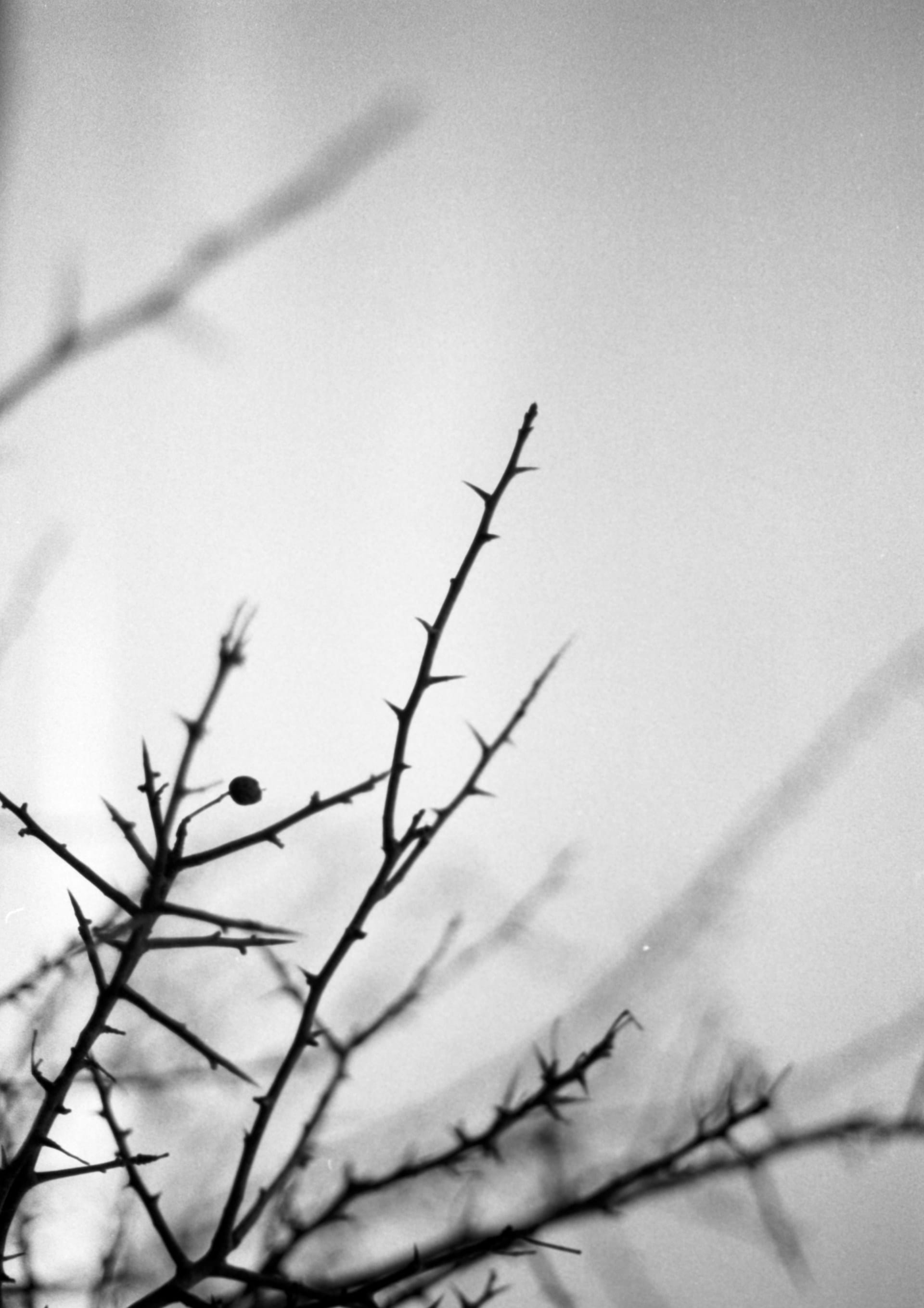 Analogue photos of New Forest National Park taken on Rollei RPX 400 35mm film with a Canon EOS 3Analogue photos of New Forest National Park taken on Rollei RPX 400 35mm film with a Canon EOS 3