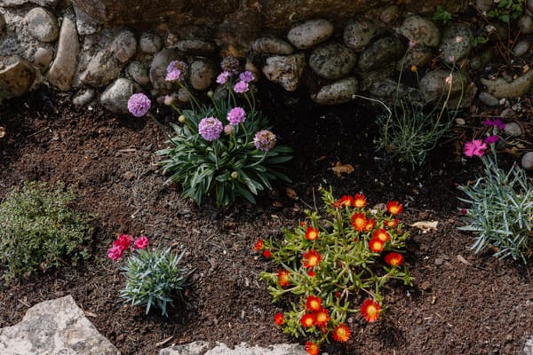 HDYGG - how does your garden grow?
